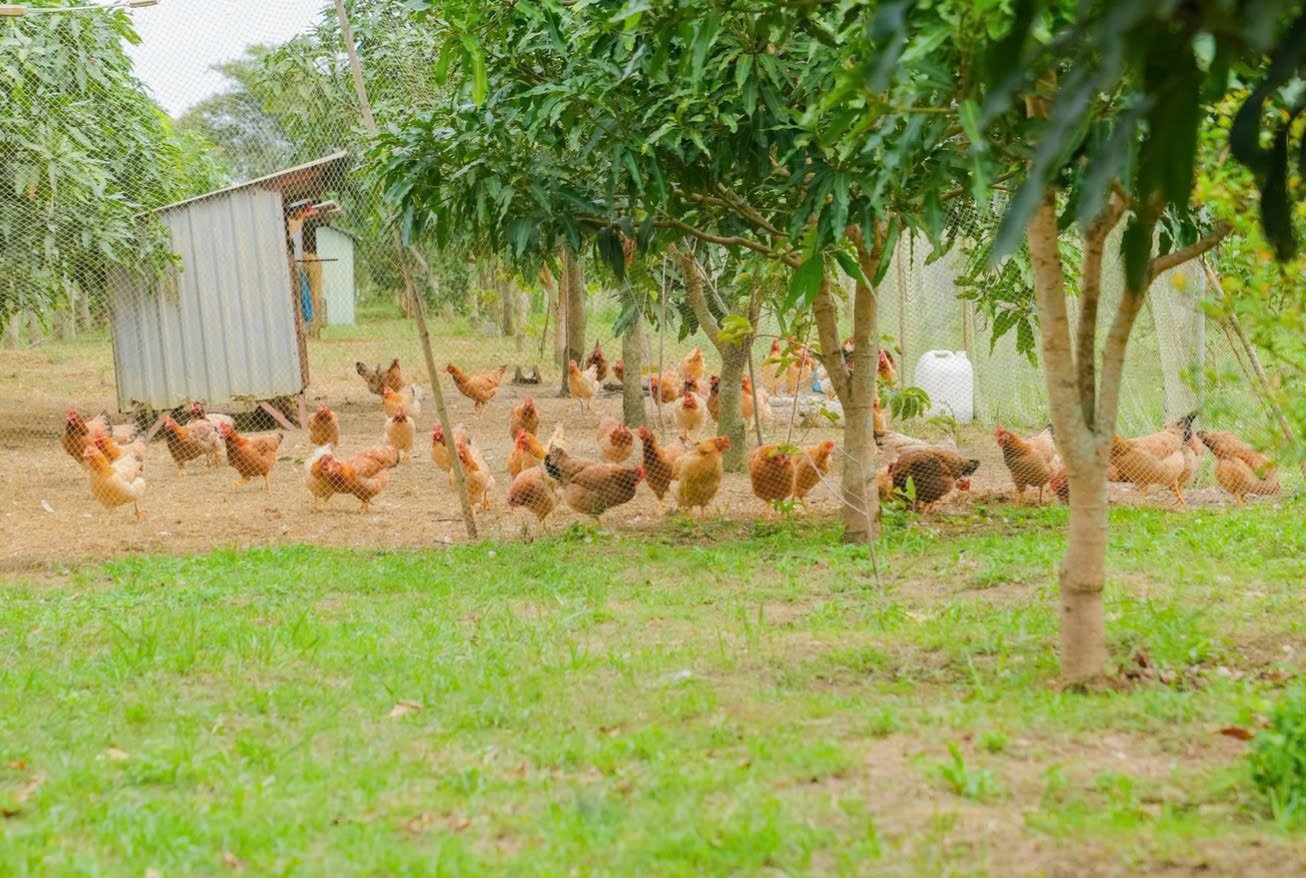 Du lịch sinh thái,Du lịch sinh thái Đắk Lắk,Du lịch sinh thái nông nghiệp,Du lịch sinh thái nông nghiệp Đắk Lắk,tour sinh thái Đắk Lắk,review Đắk Lắk,