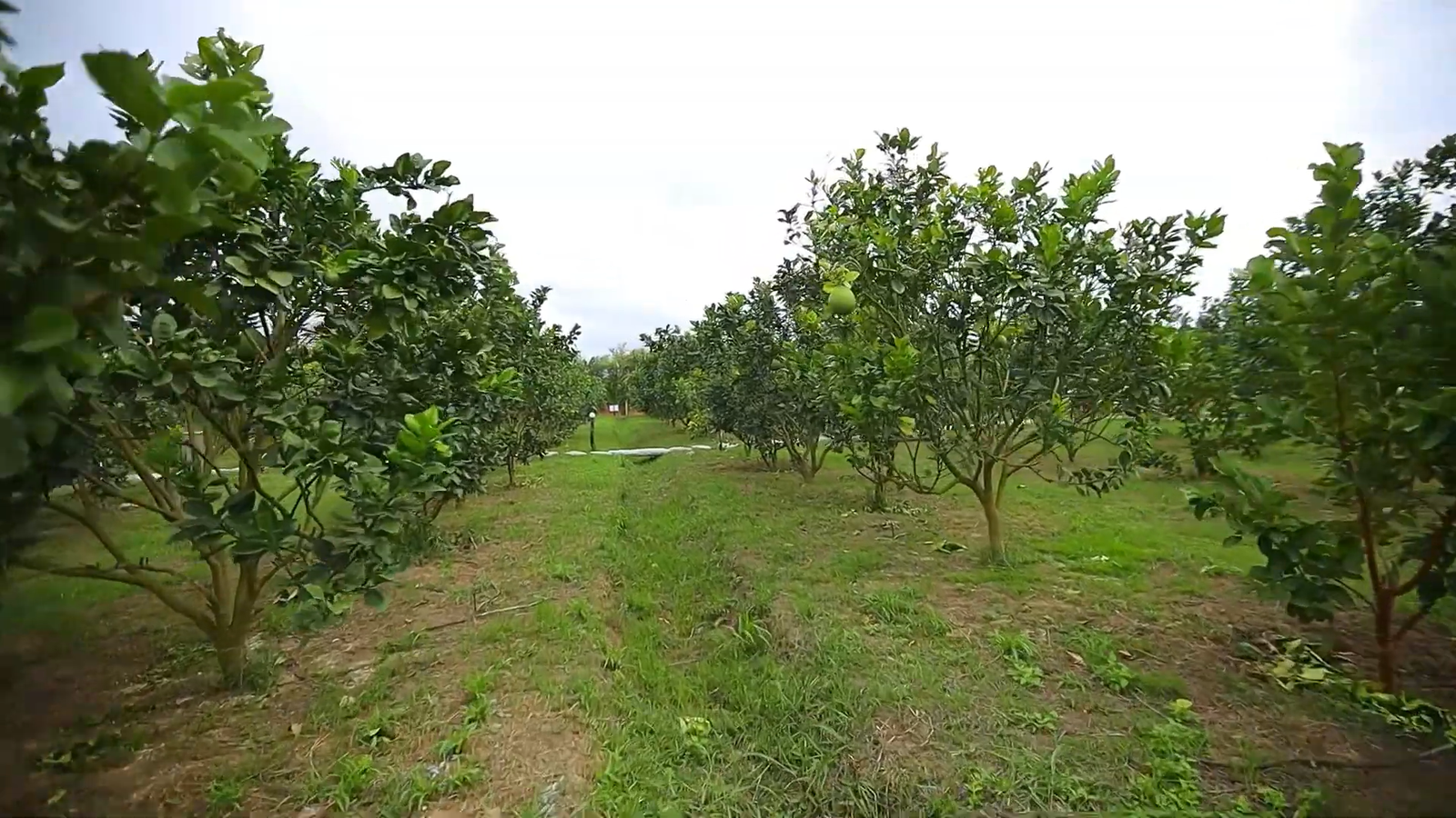 Du lịch sinh thái,Du lịch sinh thái Đắk Lắk,Du lịch sinh thái nông nghiệp,Du lịch sinh thái nông nghiệp Đắk Lắk,tour sinh thái Đắk Lắk